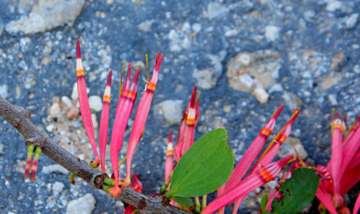Agelanthus zizyphifolius subsp. vittatus