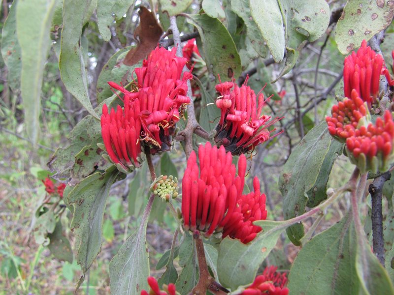 Oliverella rubroviridis Oliverella rubroviridis