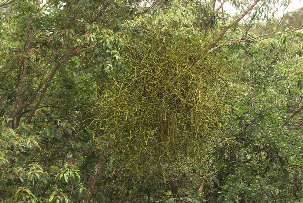 Viscum combreticola Viscum combreticola