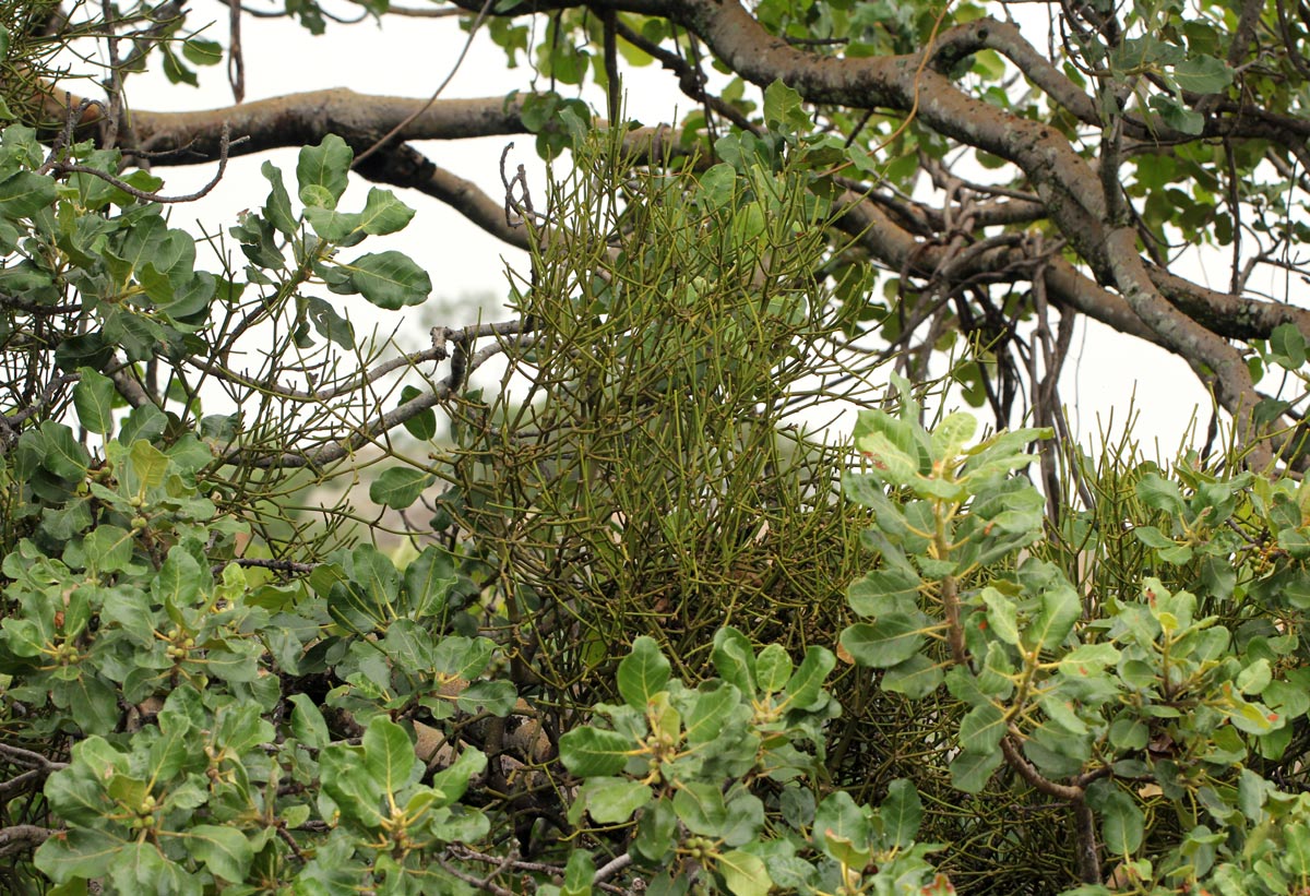 Viscum menyharthii