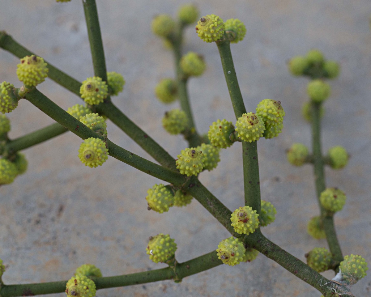 Viscum verrucosum Viscum verrucosum