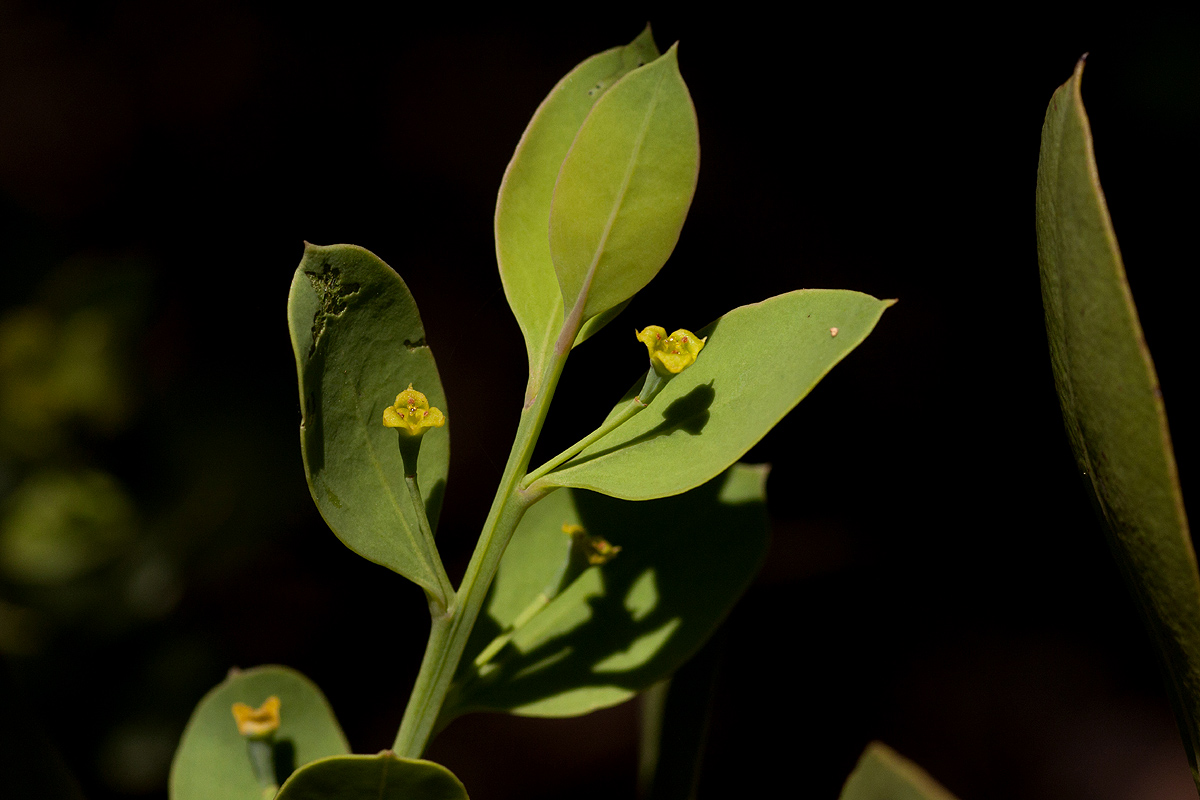 Osyris lanceolata Osyris lanceolata