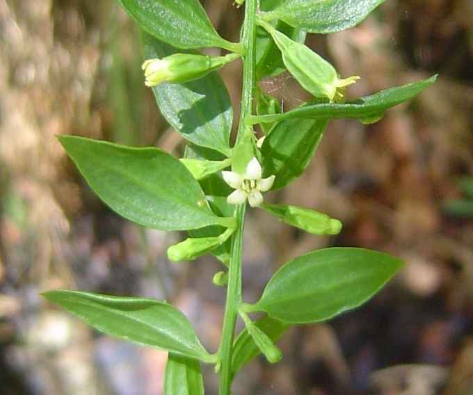 Osyridicarpos schimperianus