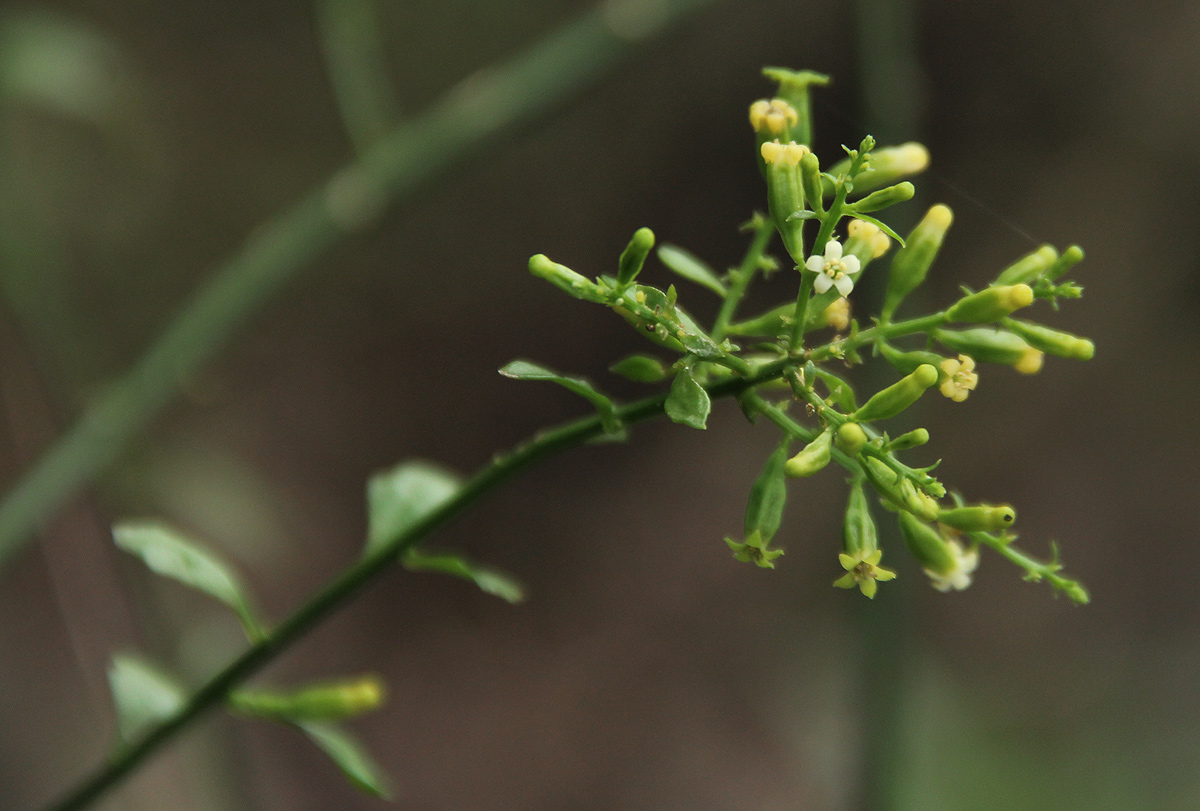 Osyridicarpos schimperianus