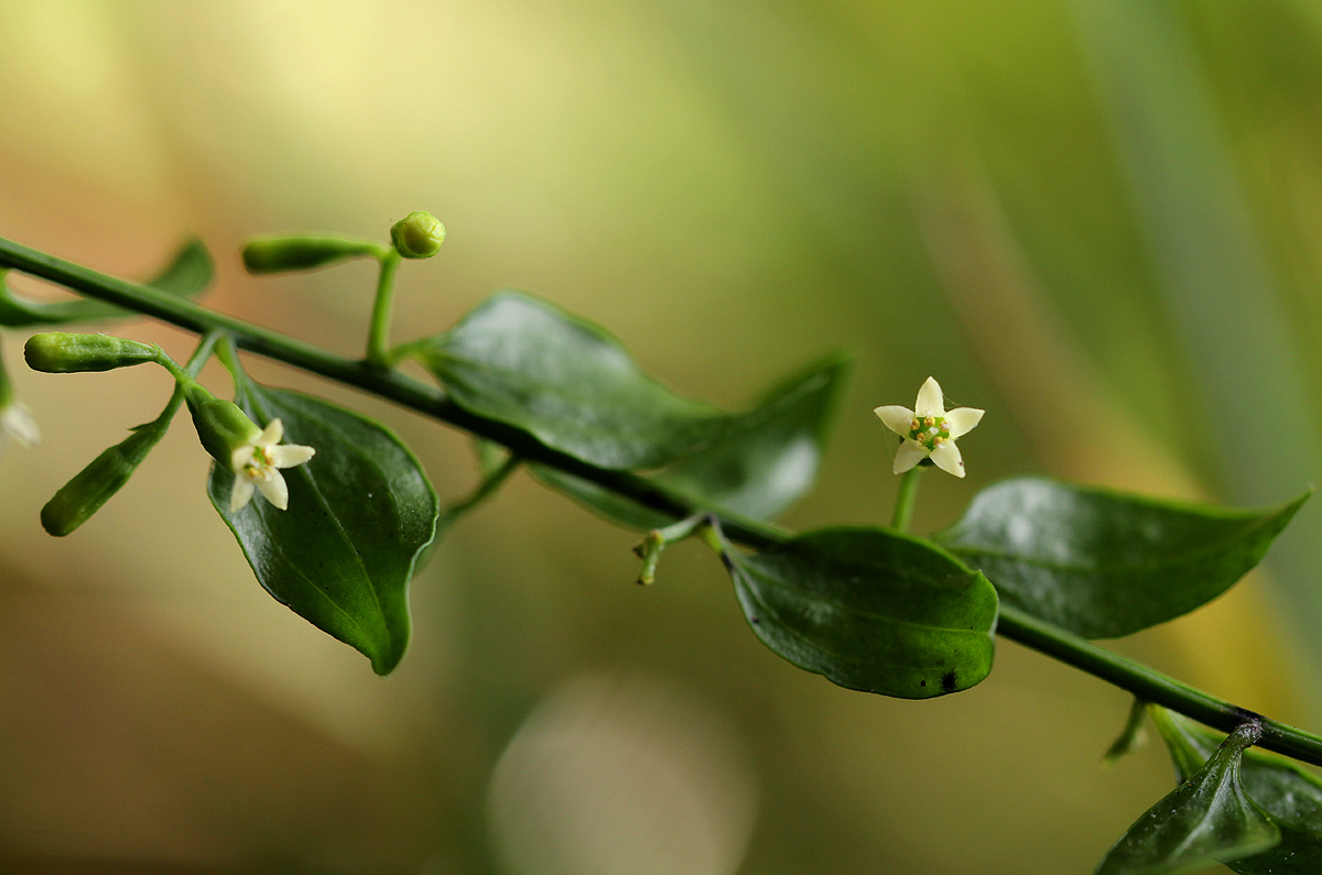 Osyridicarpos schimperianus