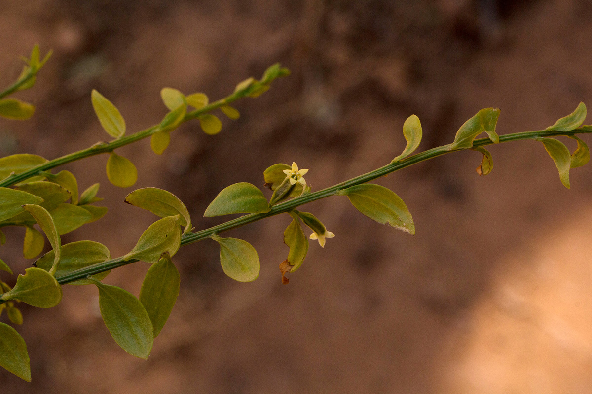 Osyridicarpos schimperianus