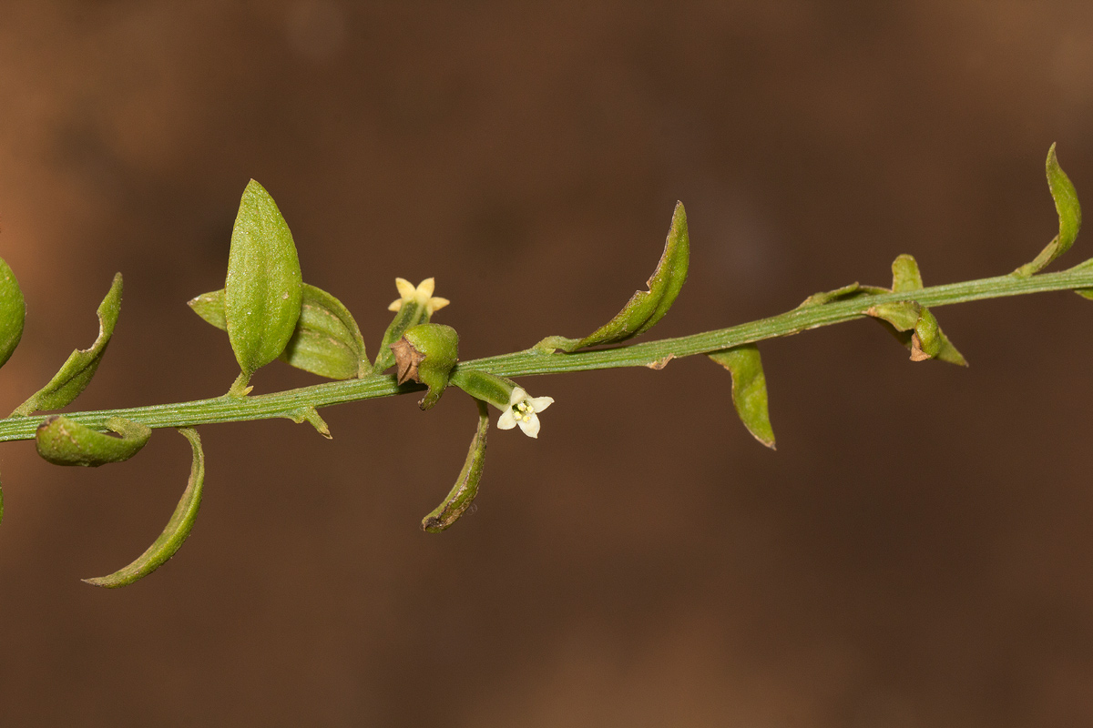 Osyridicarpos schimperianus