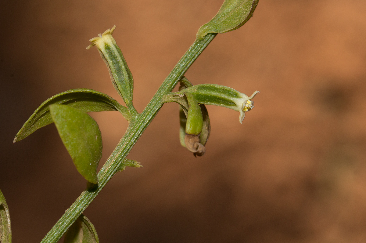 Osyridicarpos schimperianus