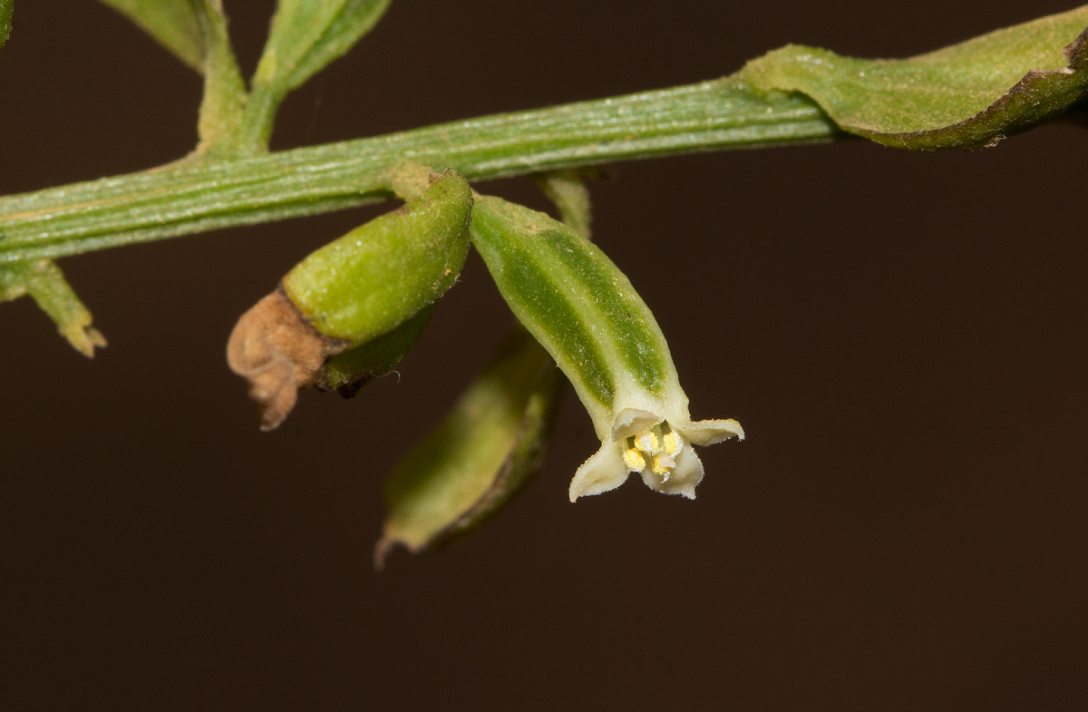 Osyridicarpos schimperianus