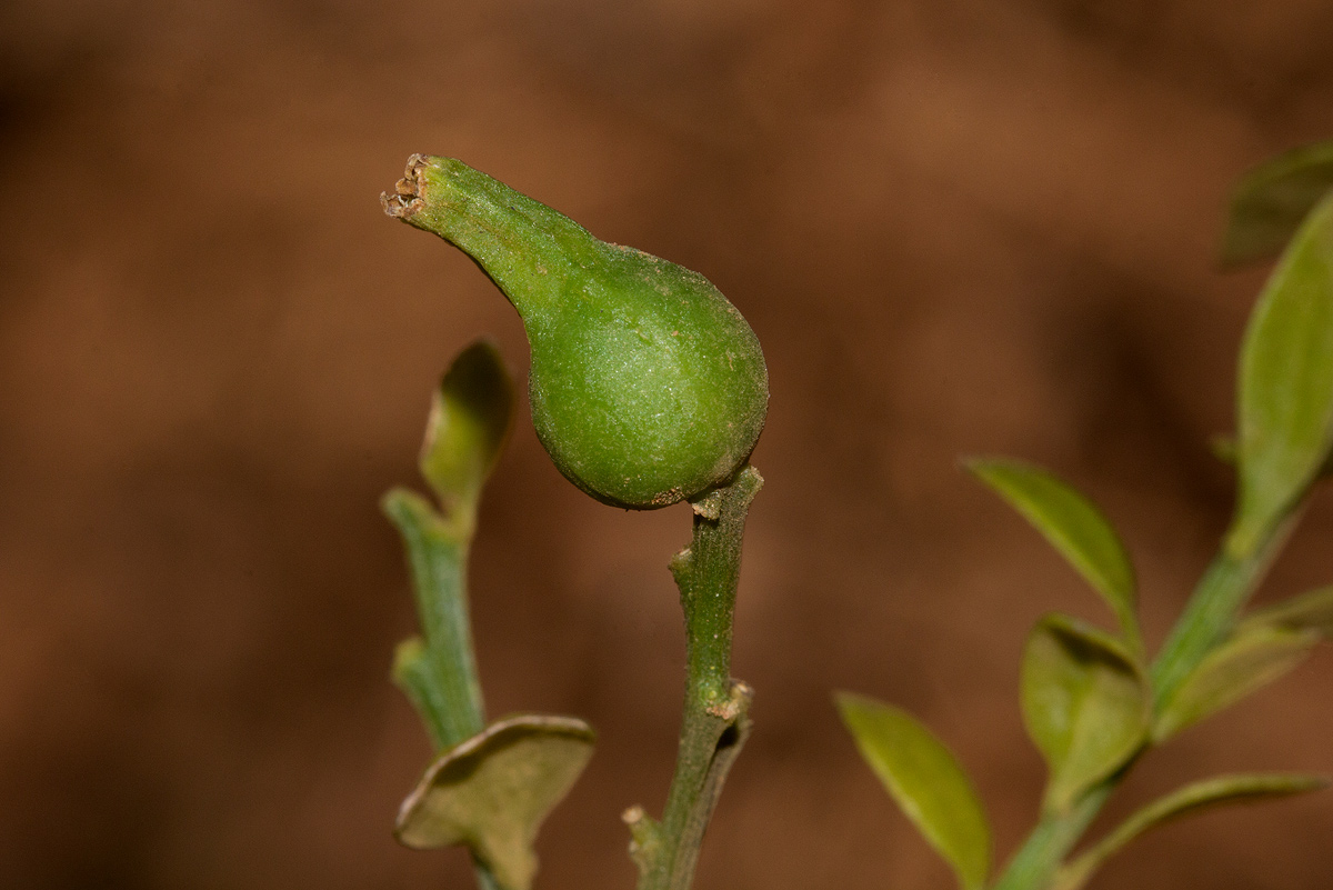 Osyridicarpos schimperianus