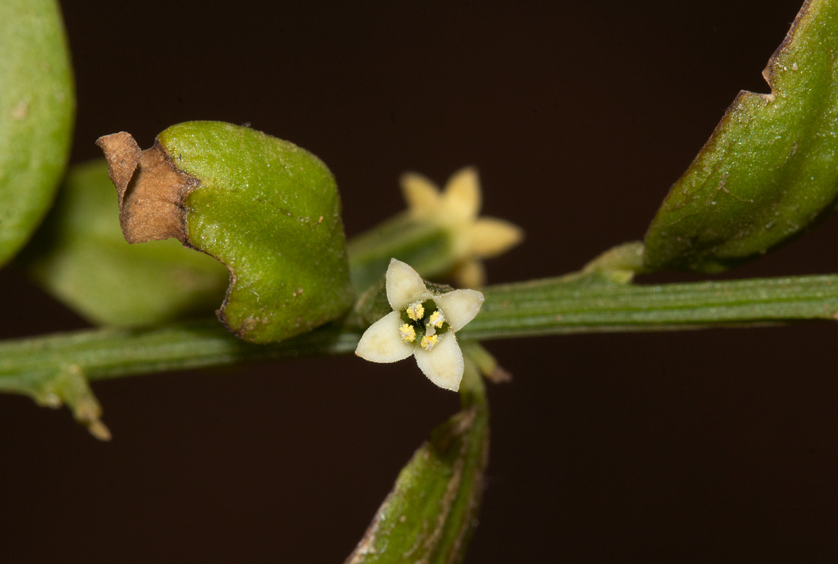 Osyridicarpos schimperianus