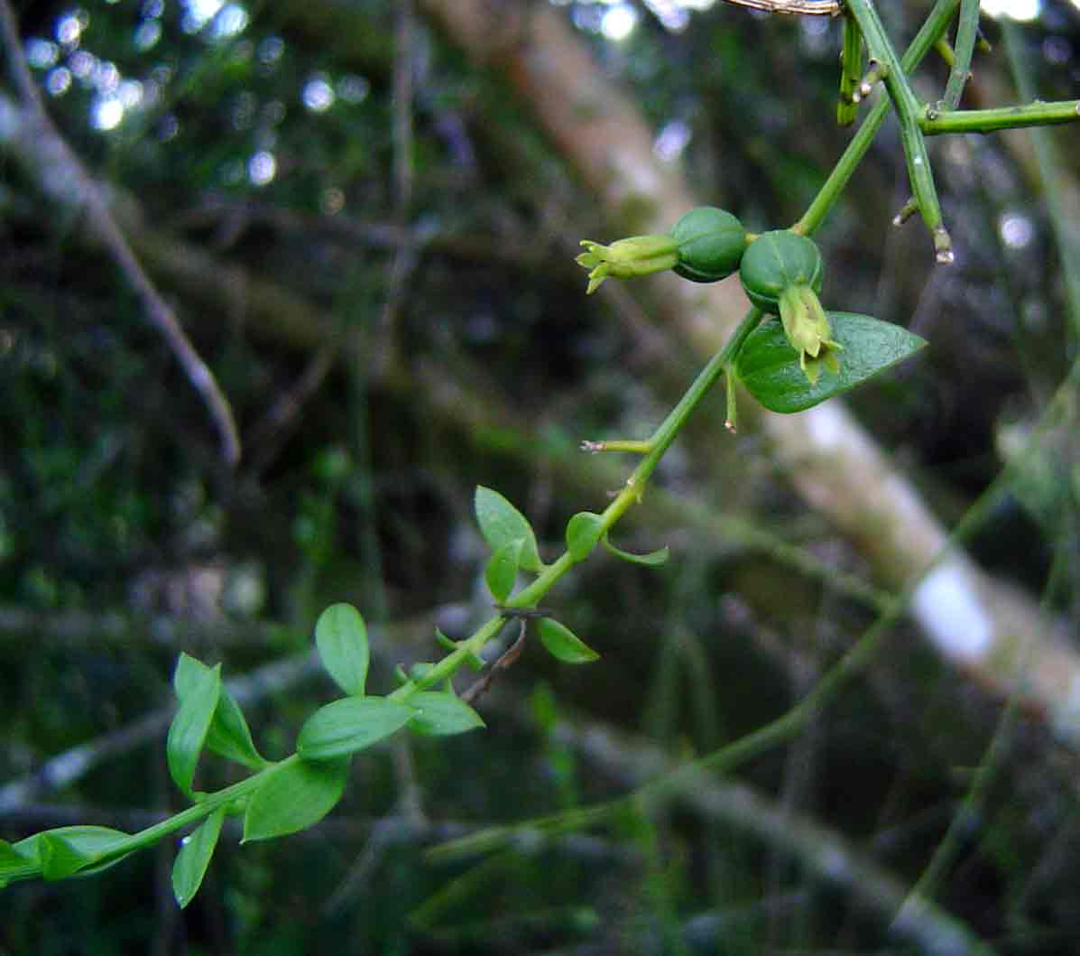 Osyridicarpos schimperianus Osyridicarpos schimperianus