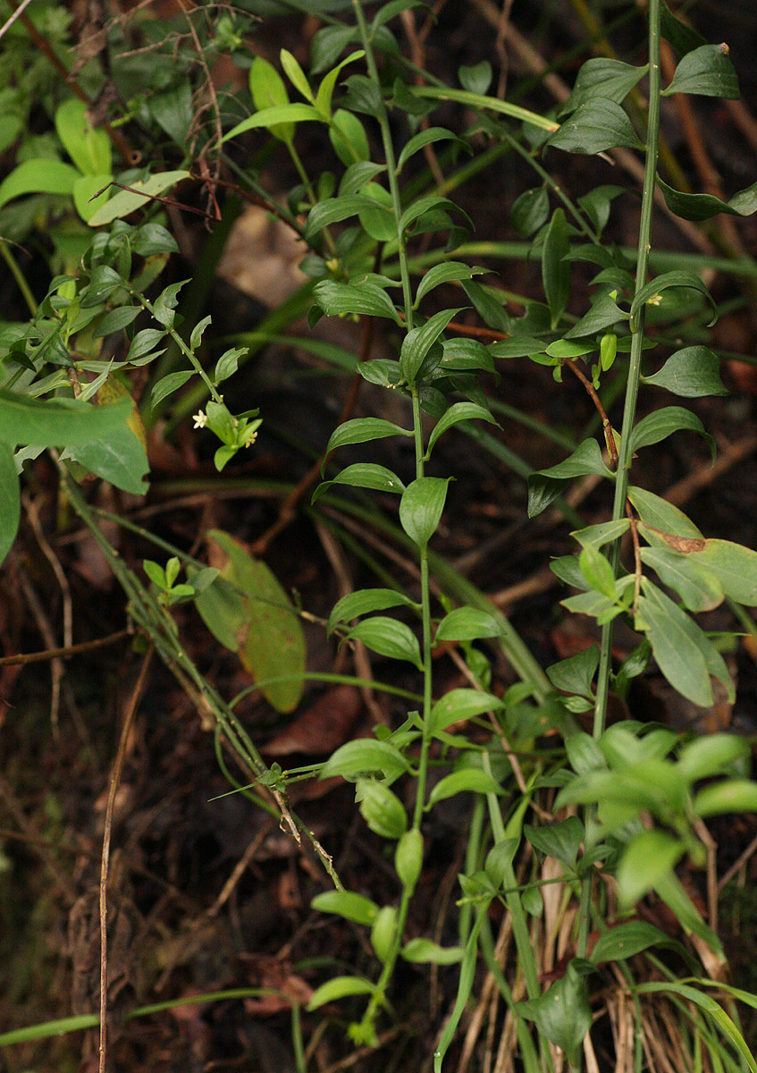 Osyridicarpos schimperianus