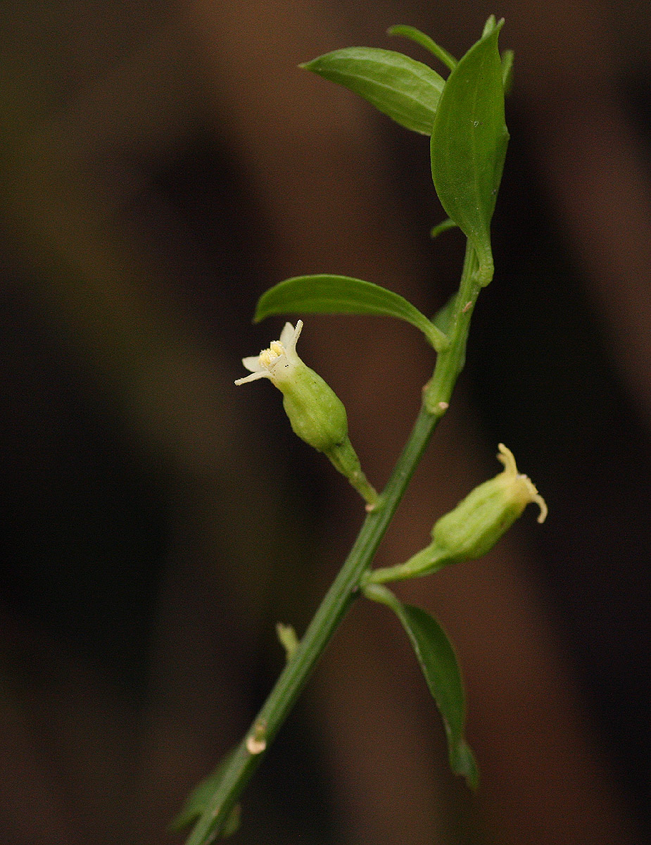 Osyridicarpos schimperianus