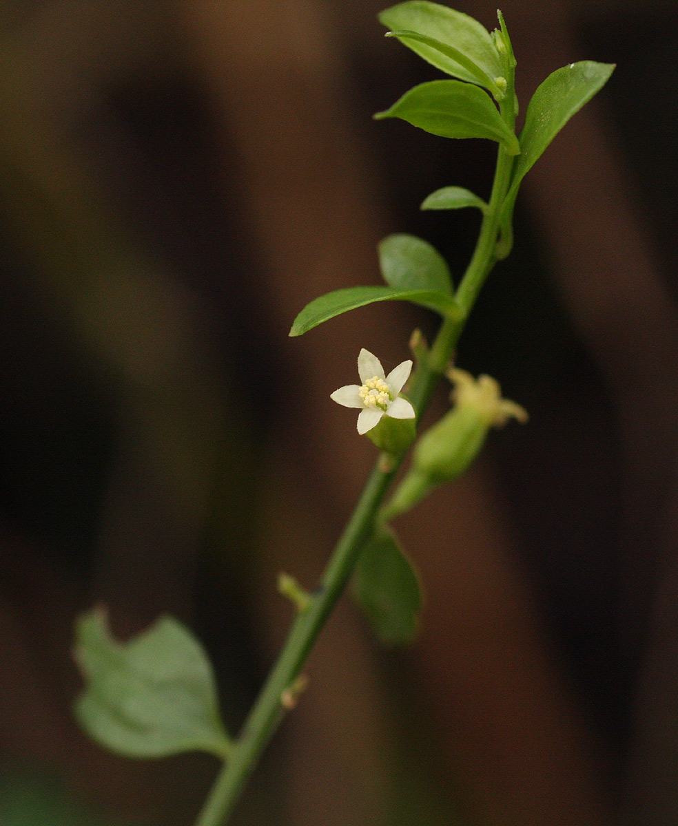 Osyridicarpos schimperianus