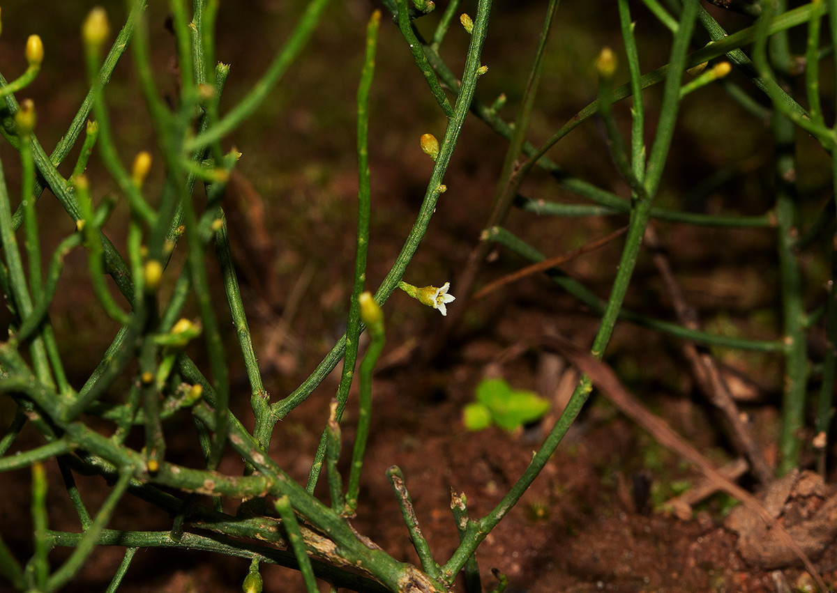 Thesium fastigiatum Thesium fastigiatum