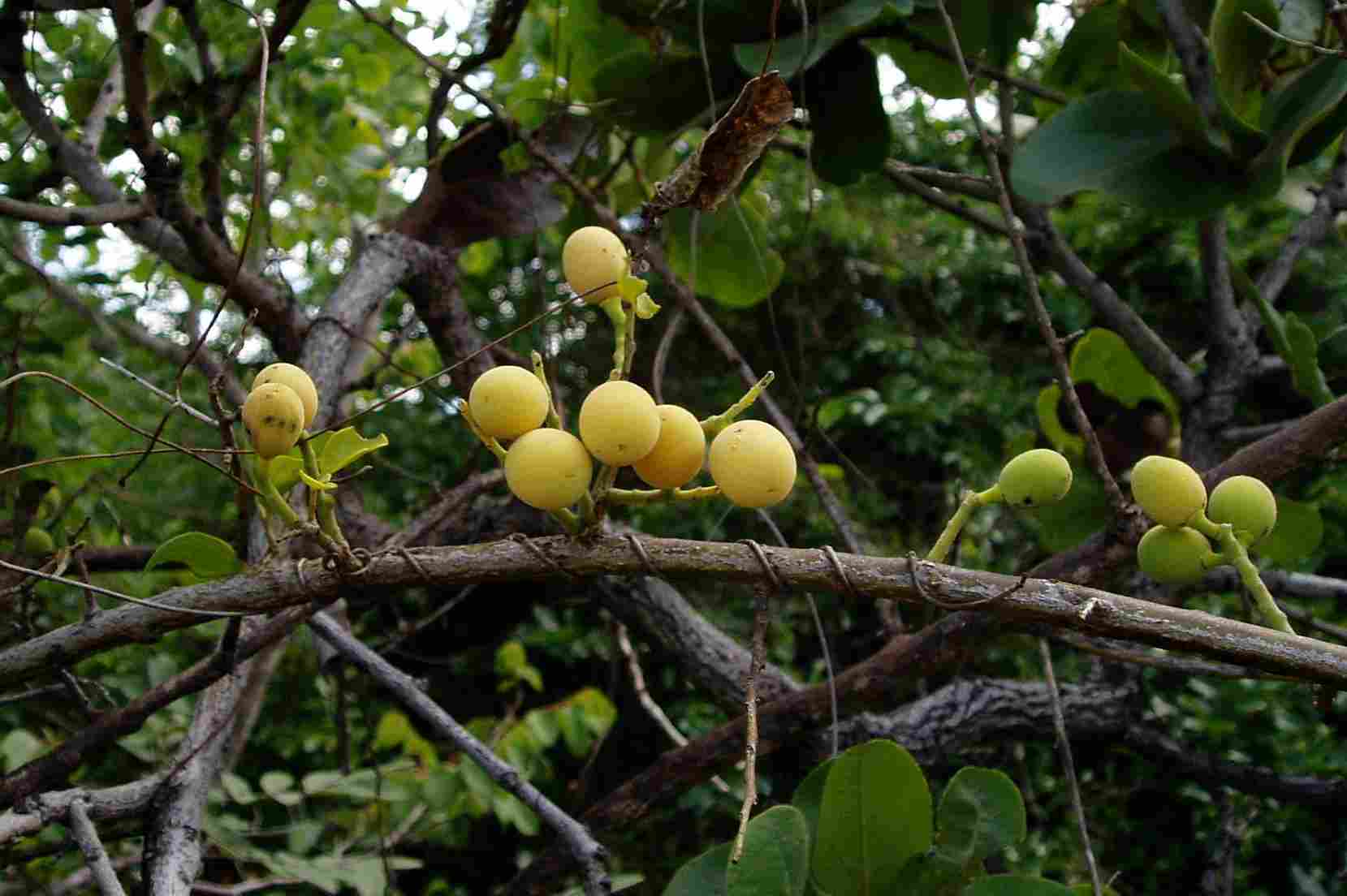 Opilia amentacea Opilia amentacea