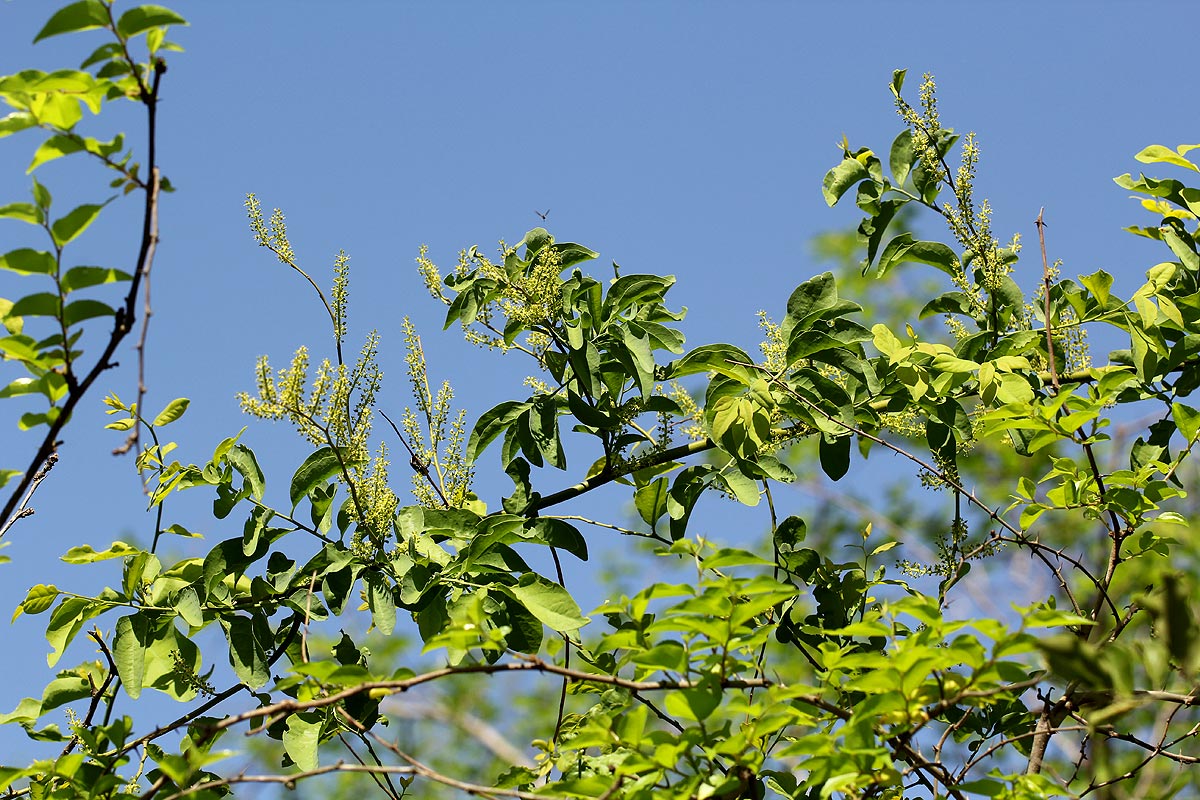 Opilia amentacea Opilia amentacea