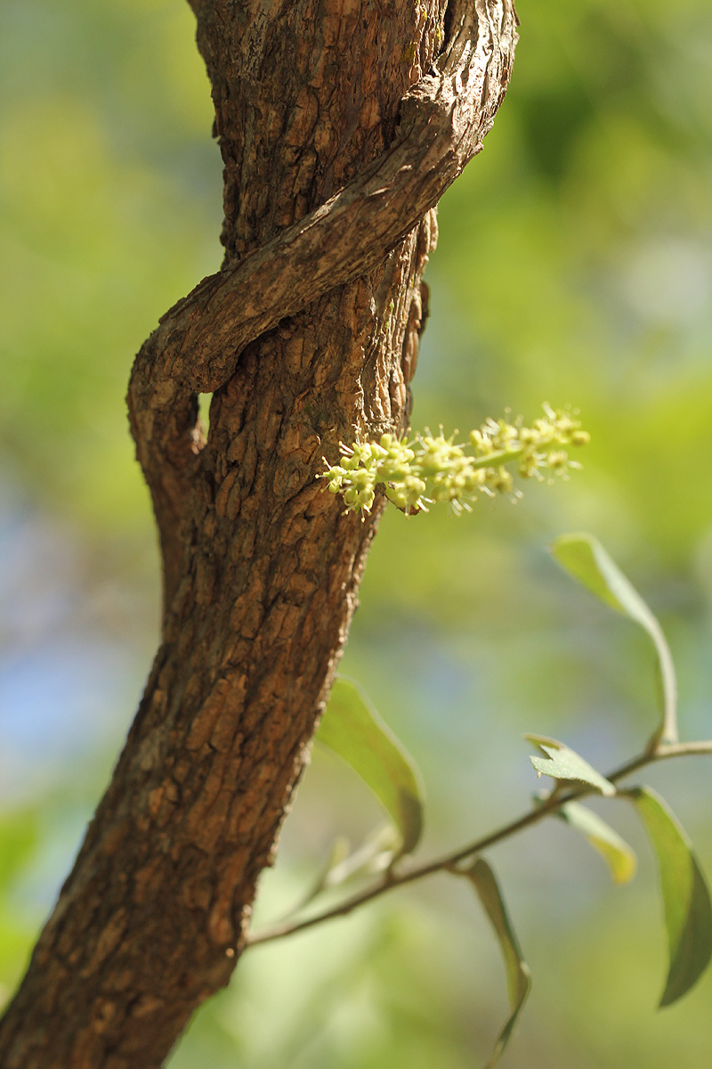 Opilia amentacea Opilia amentacea