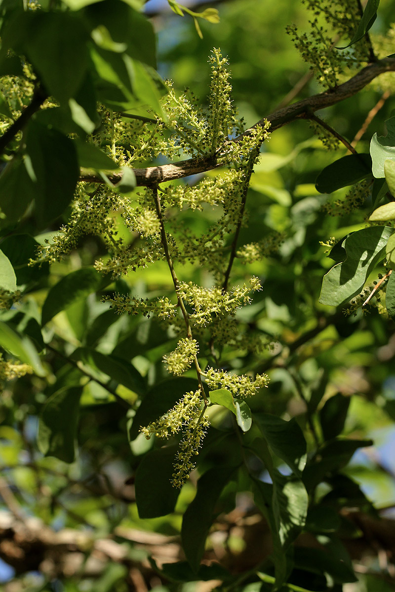 Opilia amentacea Opilia amentacea