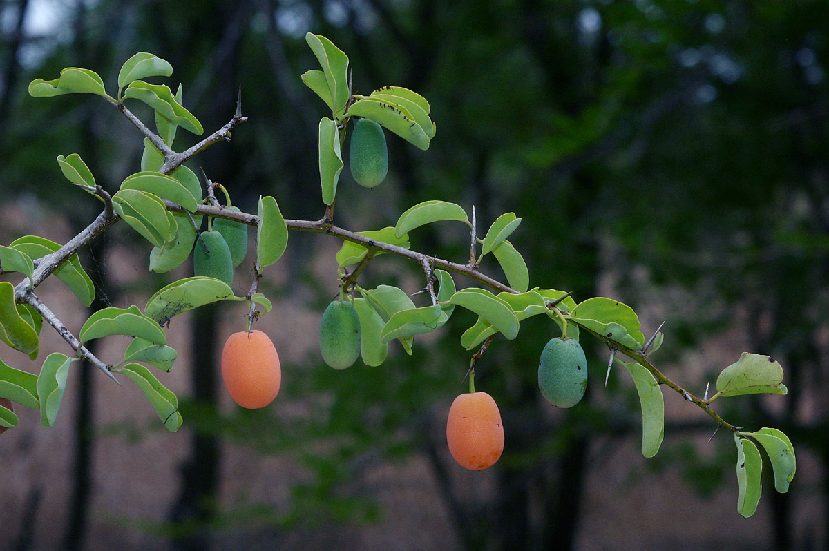Ximenia americana var. microphylla