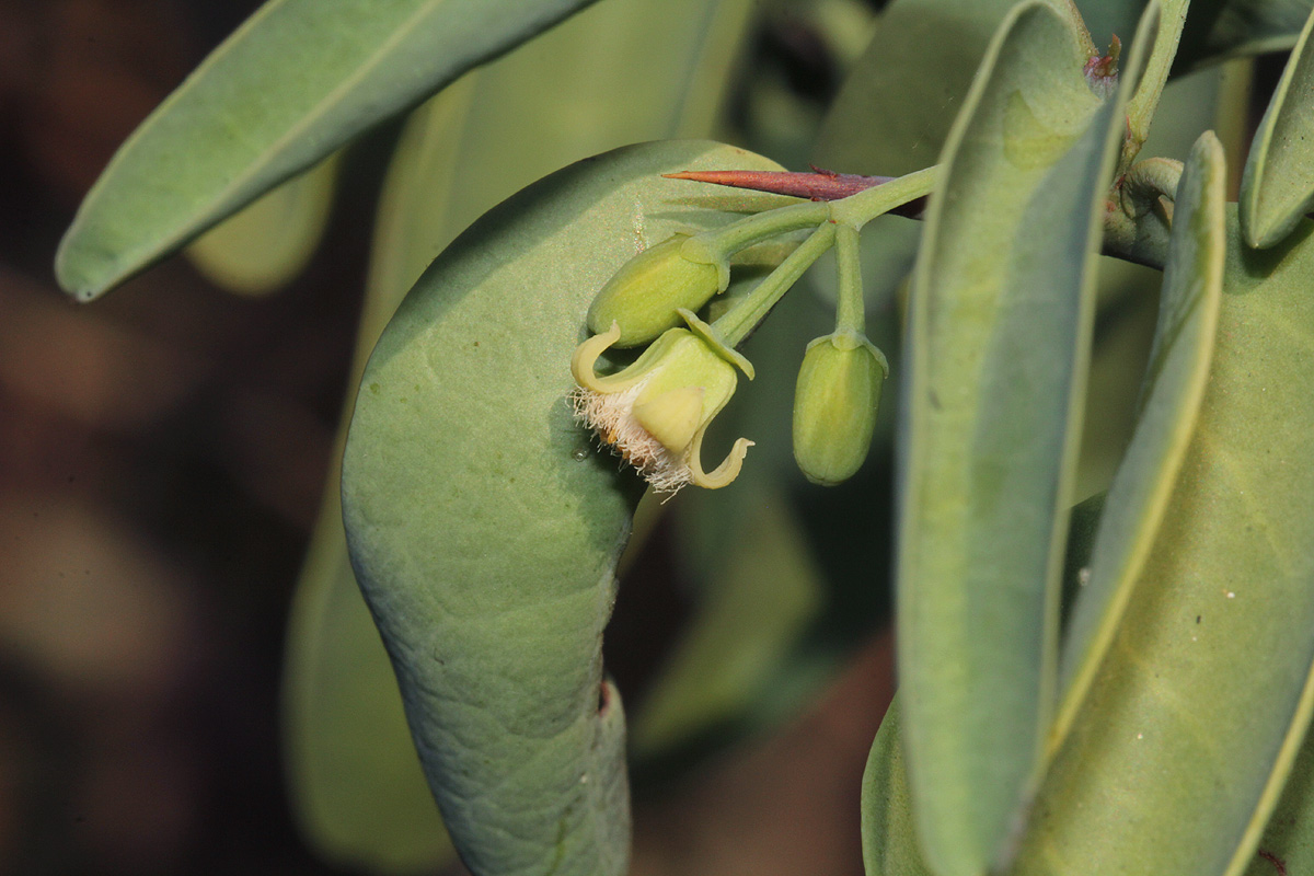 Ximenia americana var. microphylla