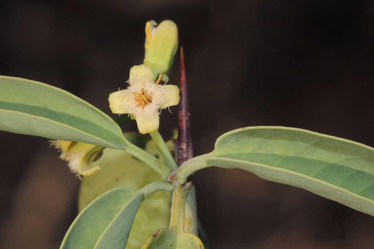 Ximenia americana var. microphylla