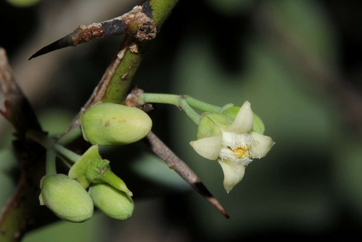 Ximenia americana var. microphylla