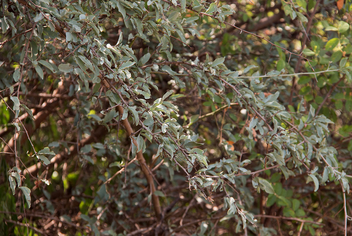 Ximenia americana var. microphylla