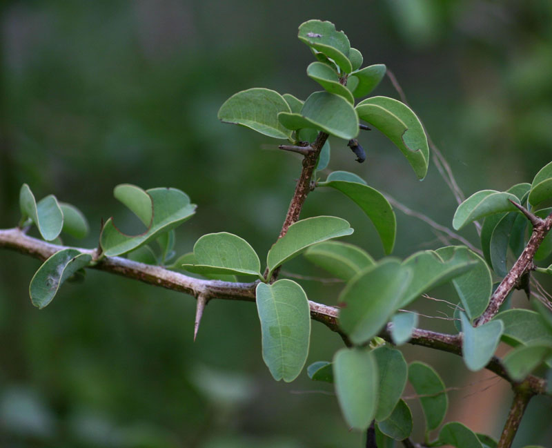 Ximenia americana var. microphylla