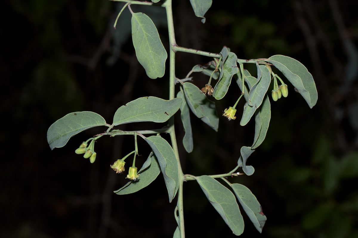 Ximenia americana var. microphylla