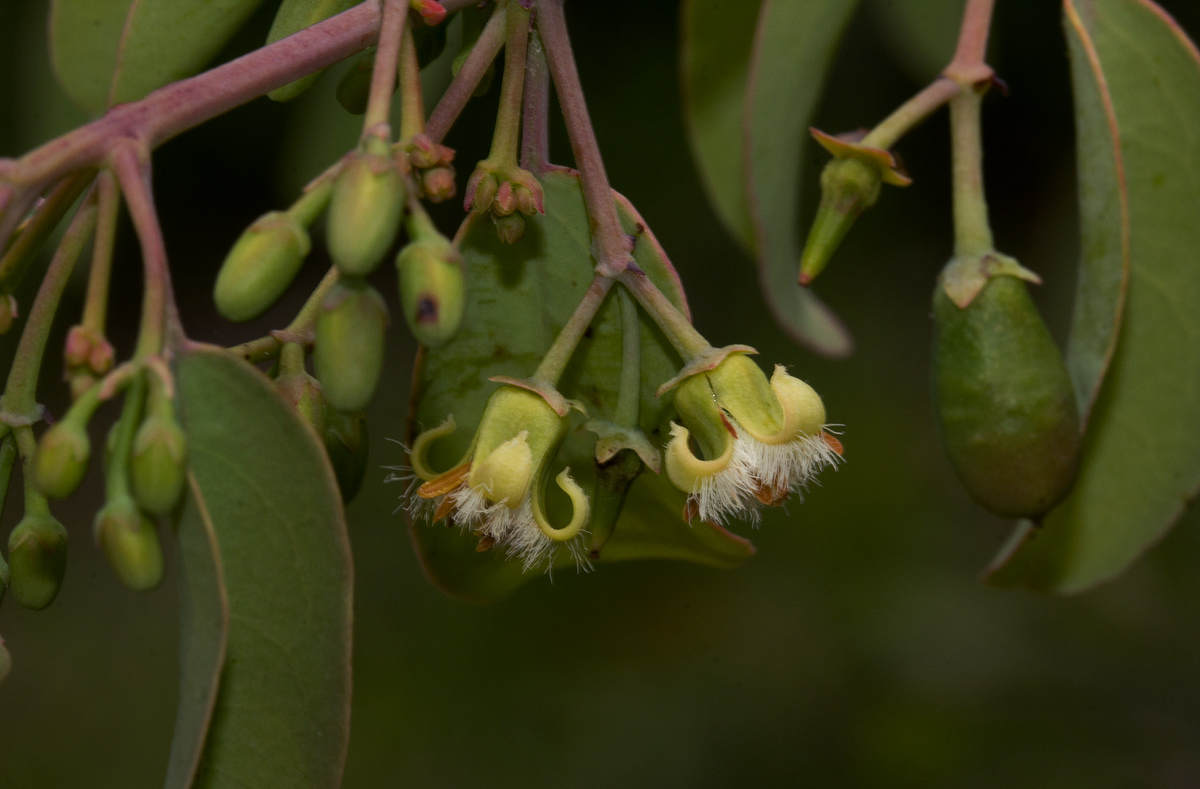 Ximenia americana var. microphylla