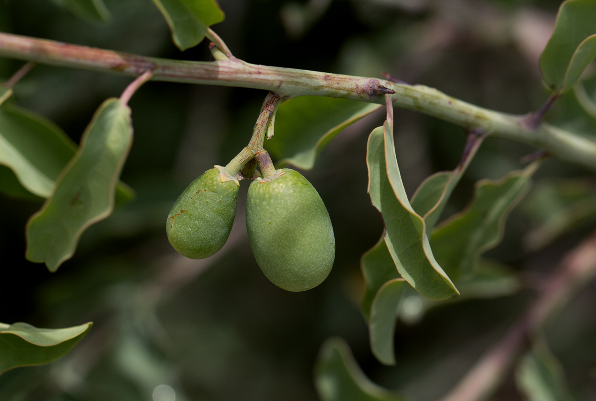 Ximenia americana var. microphylla