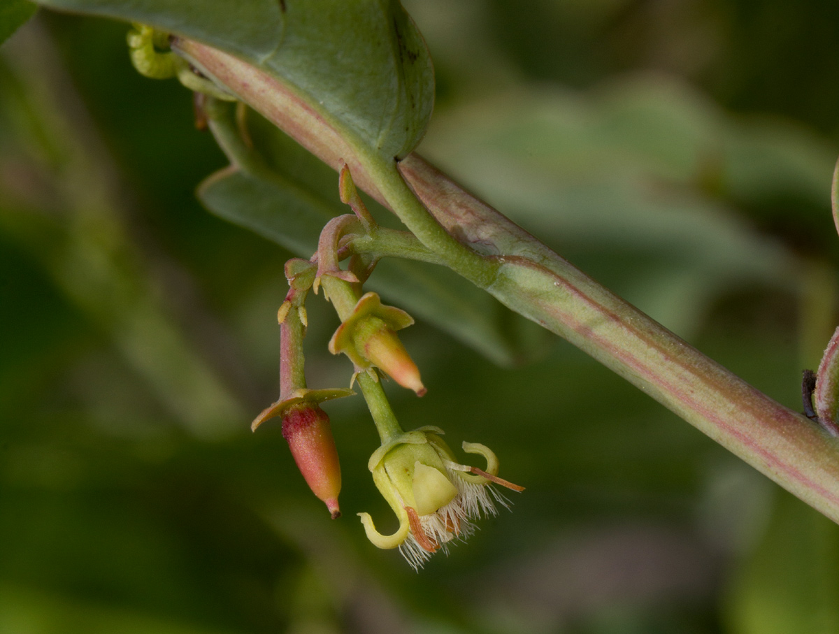 Ximenia americana var. microphylla