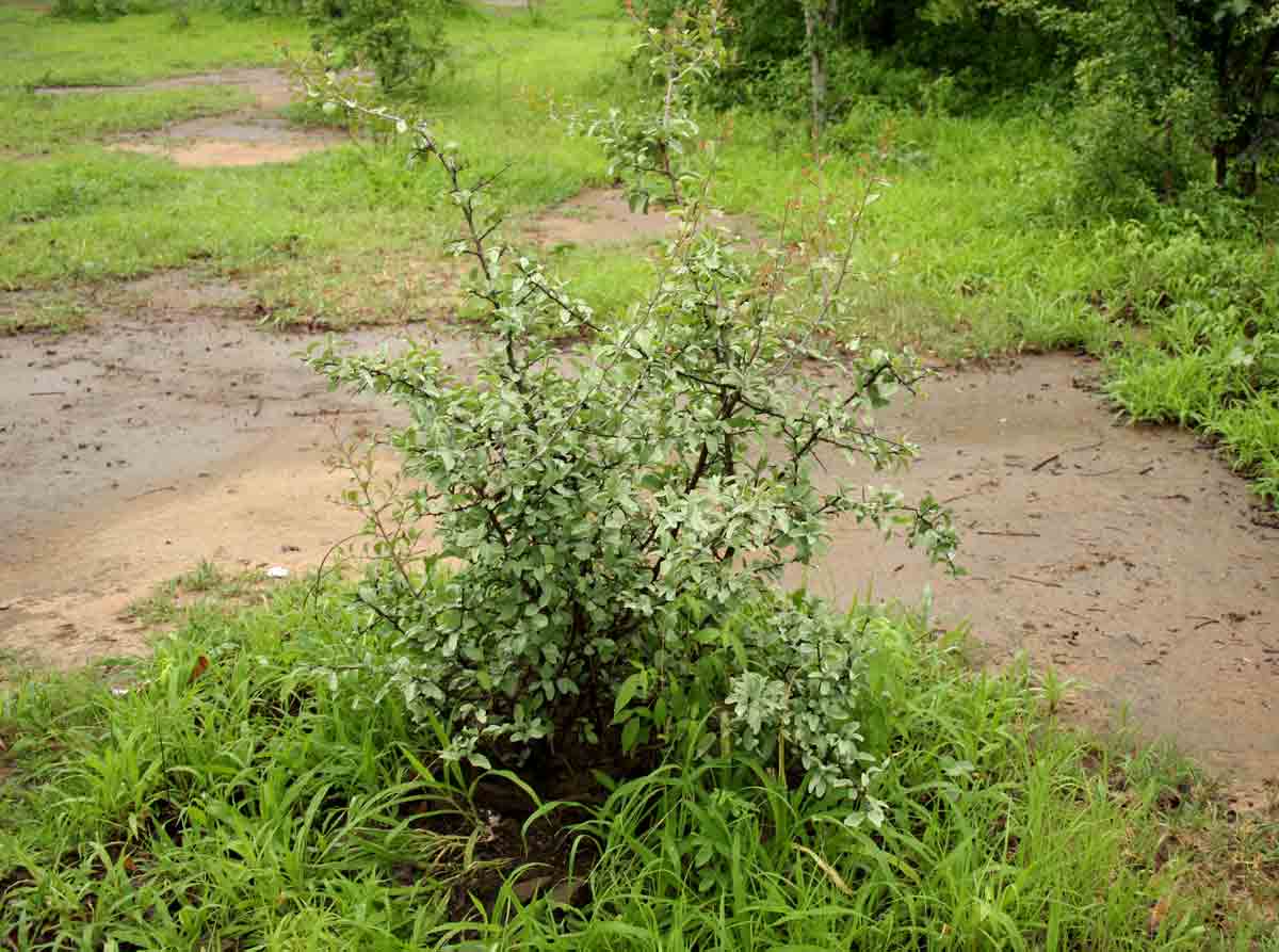 Ximenia americana var. microphylla Ximenia americana var. microphylla