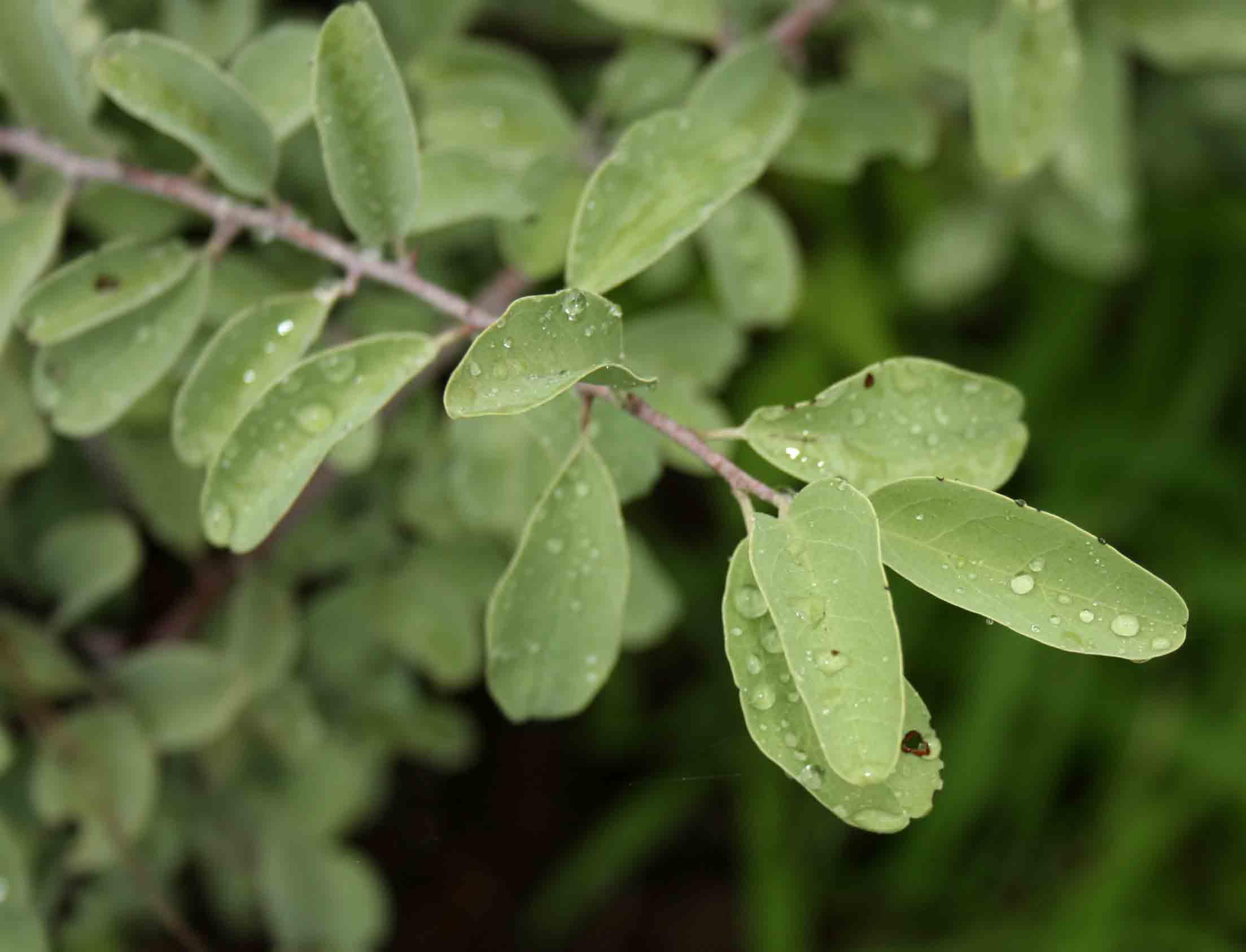 Ximenia americana var. microphylla
