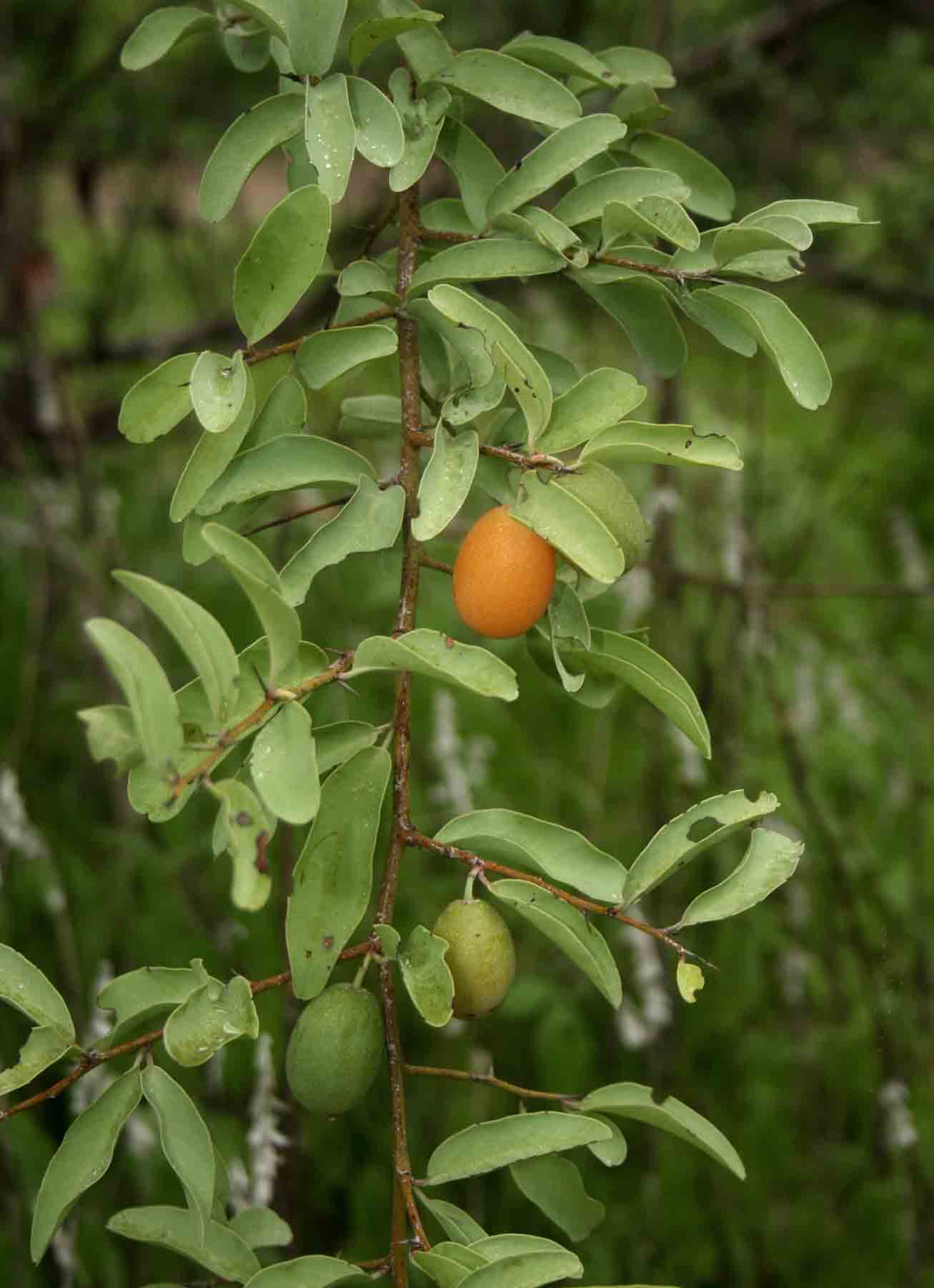 Ximenia americana var. microphylla