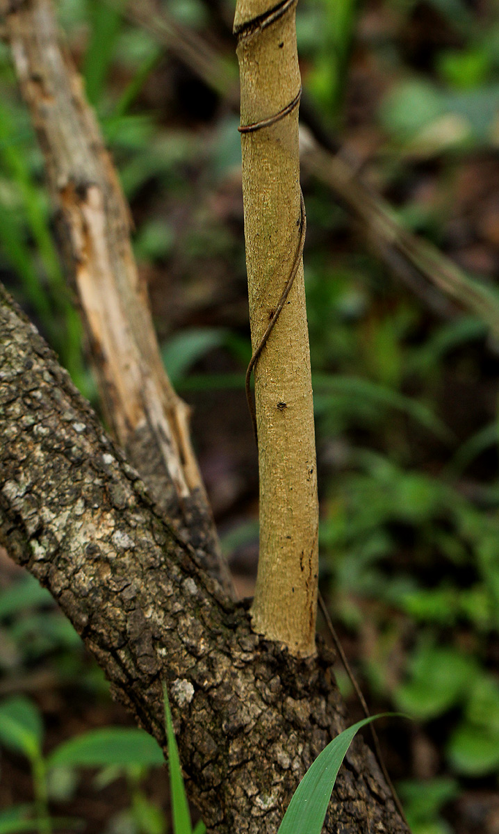 Ximenia afra var. afra