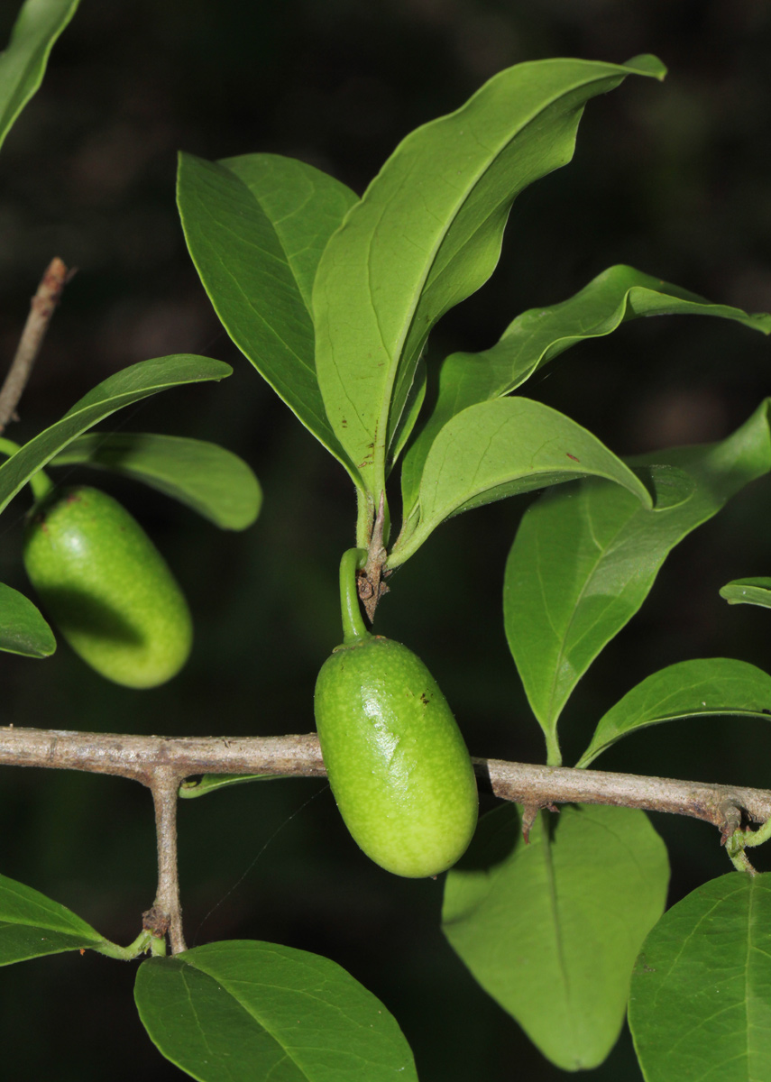 Ximenia afra var. afra