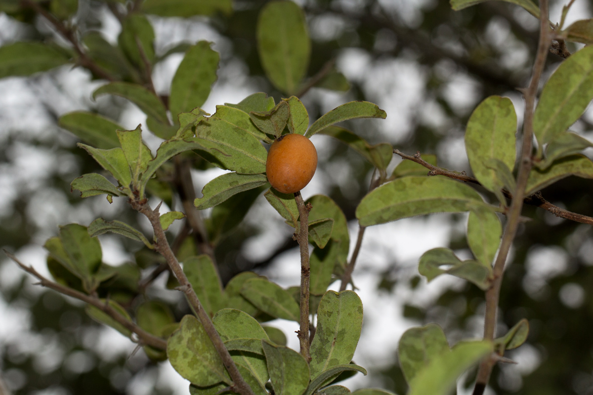 Ximenia afra var. afra