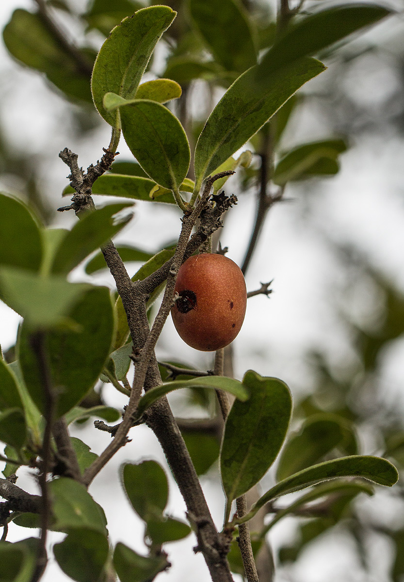 Ximenia afra var. afra