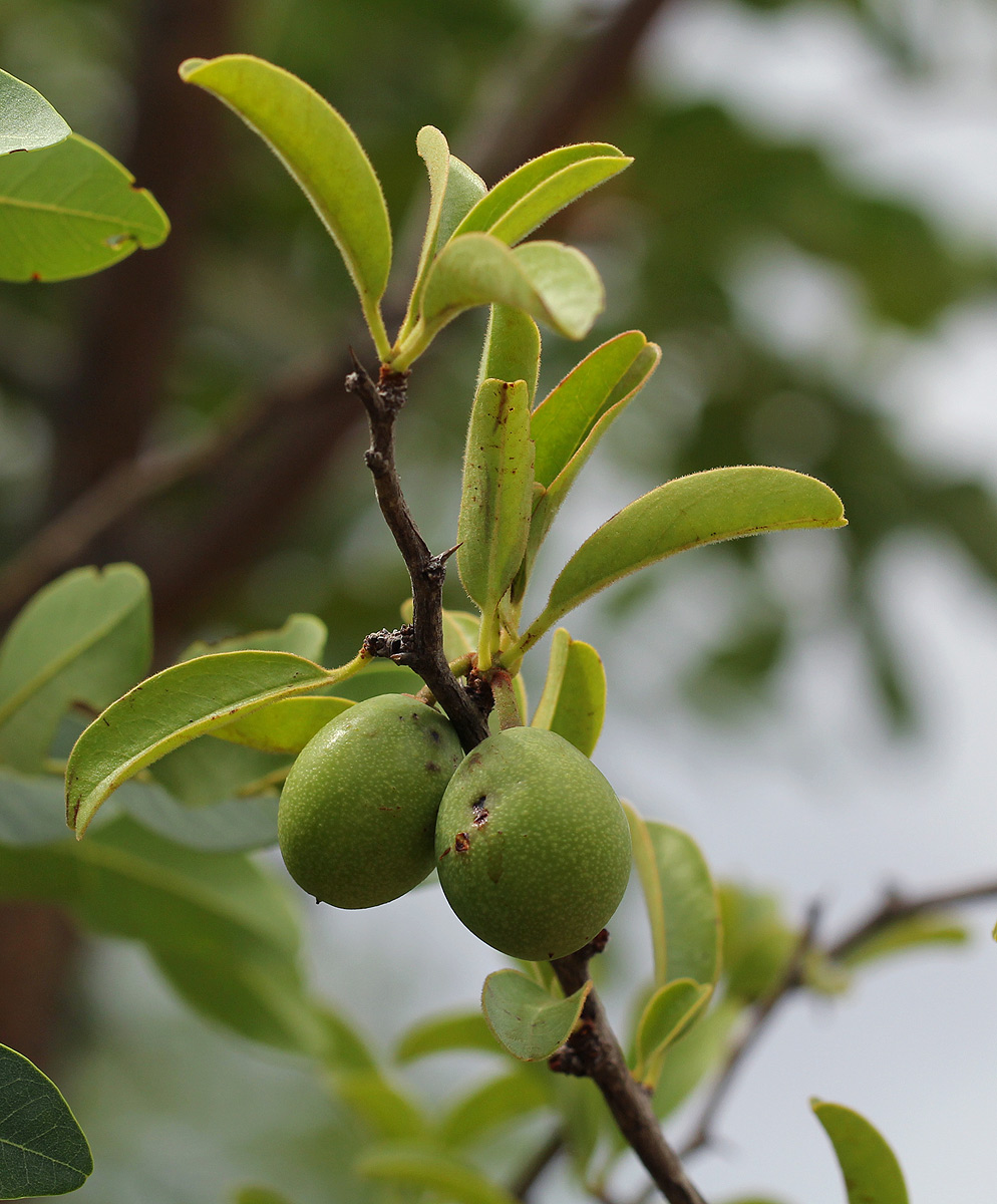 Ximenia afra var. afra