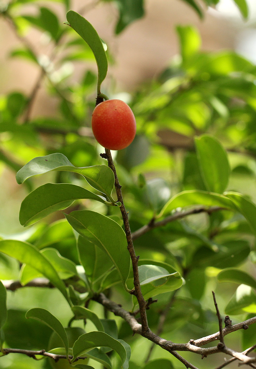 Ximenia afra var. afra