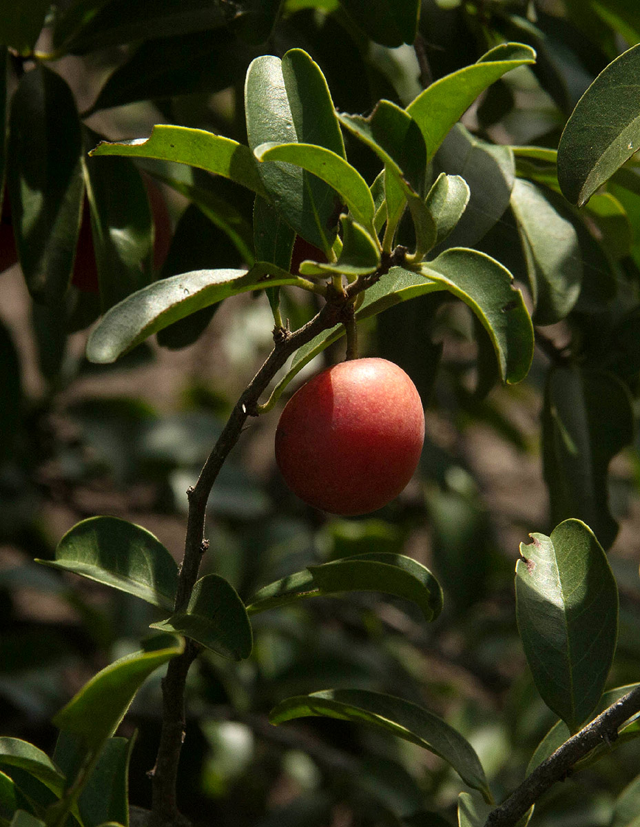 Ximenia afra var. afra