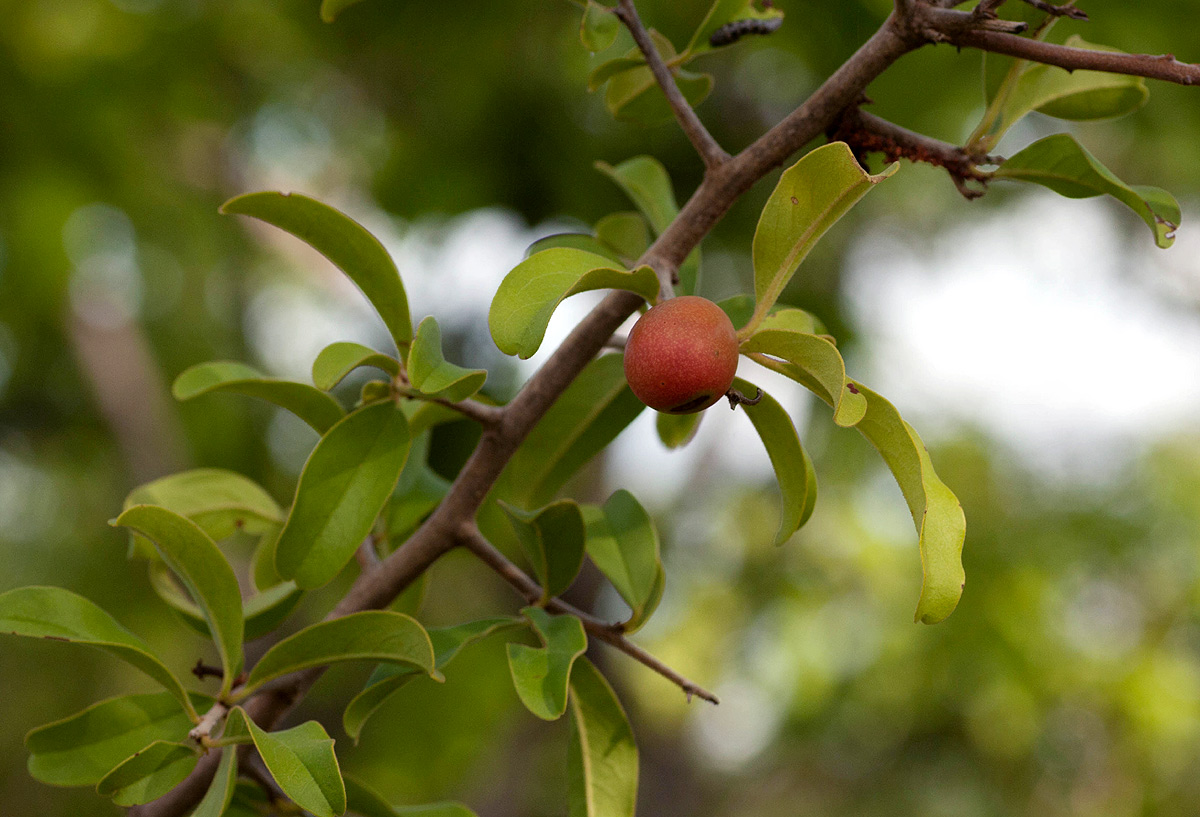 Ximenia afra var. afra