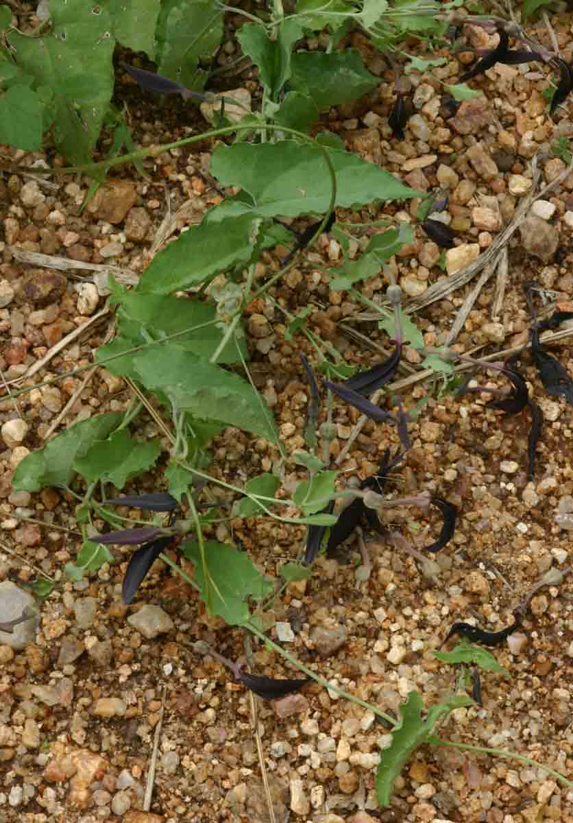 Aristolochia albida