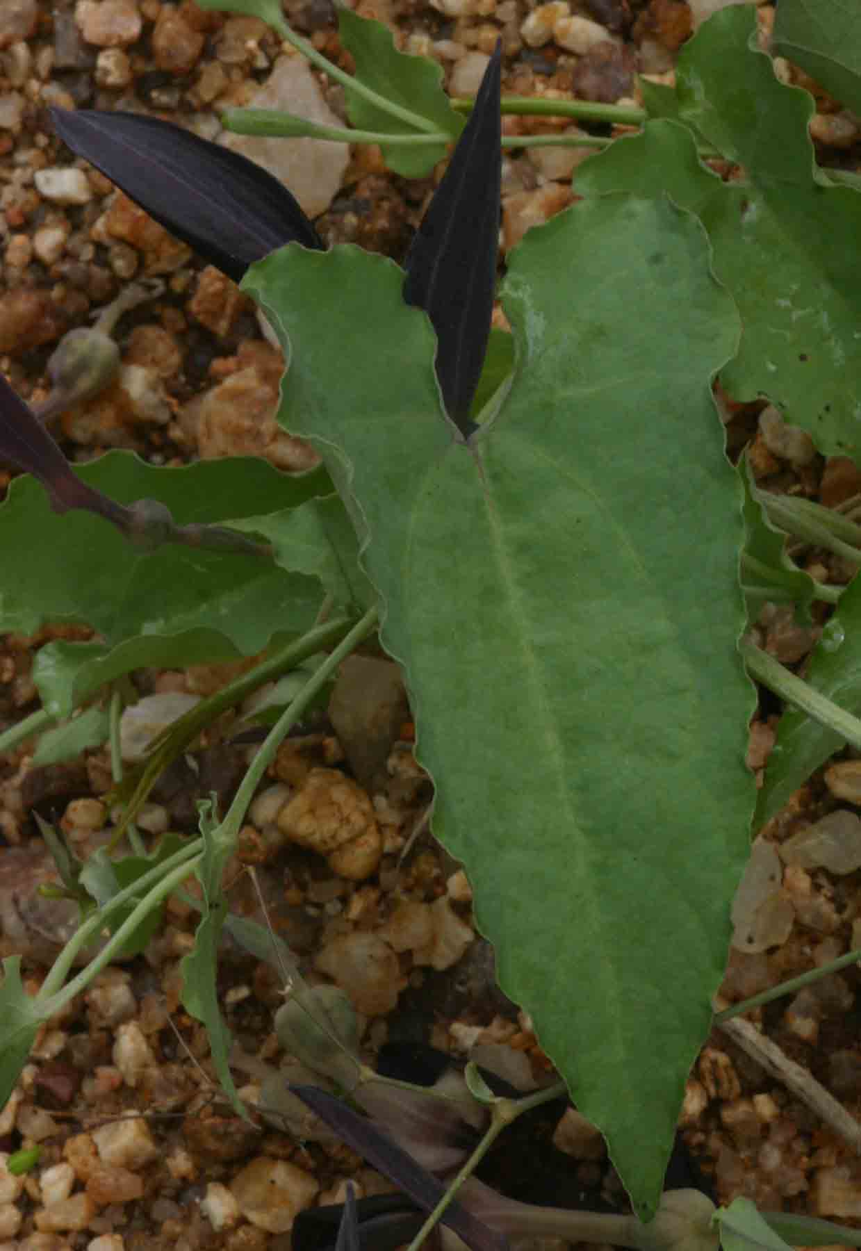 Aristolochia albida