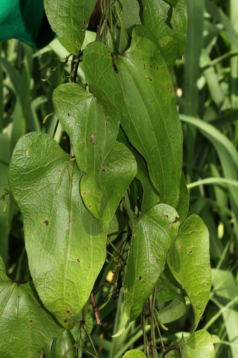 Aristolochia albida