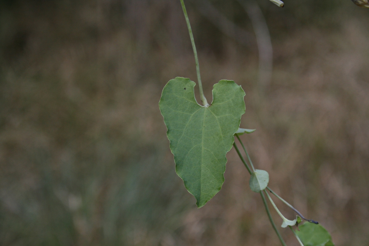 Aristolochia albida