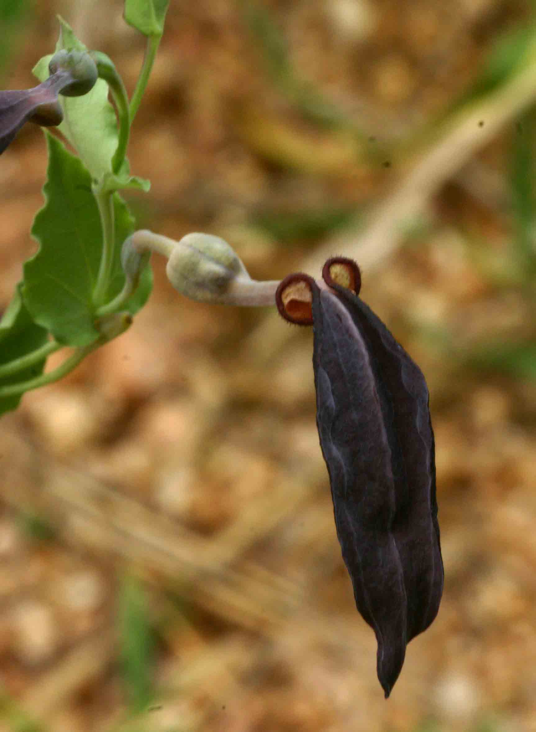 Aristolochia albida